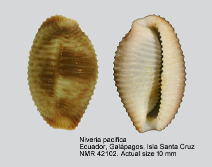 Niveria pacifica (4).jpg - Niveria pacifica (G.B.Sowerby,1832) 